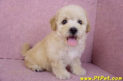 09/23泰迪比熊母幼犬(高雄鳳山)6