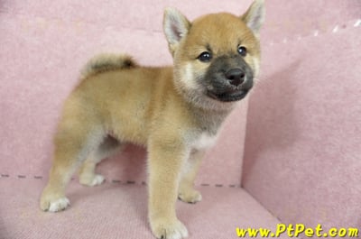 05/11赤色柴犬公幼犬(高雄大社)6