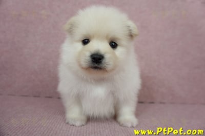 12/15迷你型松鼠白博美公幼犬1號(高雄鳳山)3