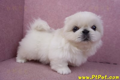 12/17北京狗公幼犬2號7