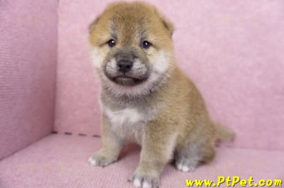 09/11赤色柴犬公幼犬5