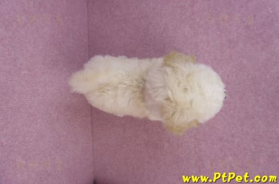 09/12泰迪比熊母幼犬2號(高雄)11