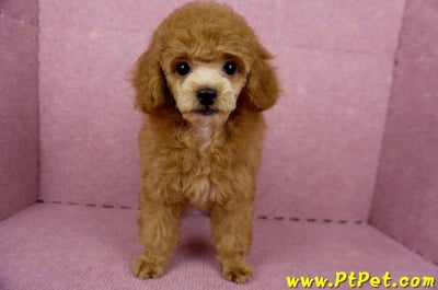 05/22迷你型紅貴賓母幼犬(屏東高樹)1