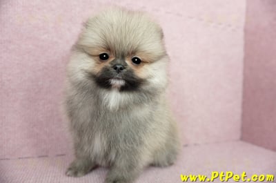 02/11迷你型松鼠棕博美公幼犬(新竹竹北)9