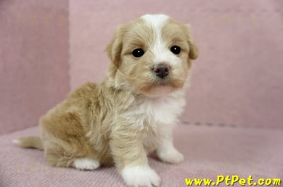 02/07奶油色馬爾泰迪母幼犬(嘉義東區)8