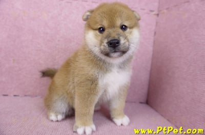 02/06赤色柴犬母幼犬1號(屏東潮州)5