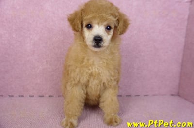 02/11奶油貴賓母幼犬3