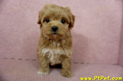 10/25玩具型紅色馬爾泰迪母幼犬(新北土城)1