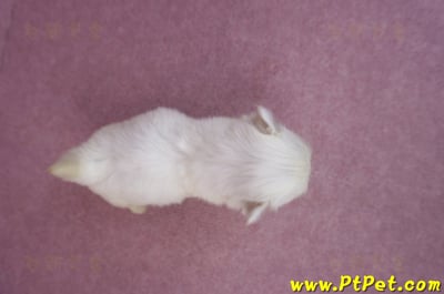 03/20馬爾濟斯母幼犬1號6