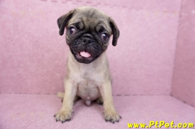 07/09巴哥公幼犬(台北文山)3