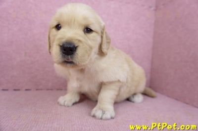 03/12黃金獵犬母幼犬1號5