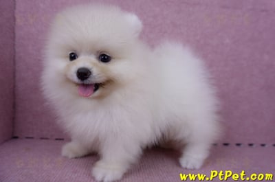 06/23迷你型松鼠白博美公幼犬(新北板橋)10