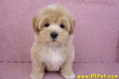 08/06奶油色馬爾泰迪公幼犬(台北中山)1