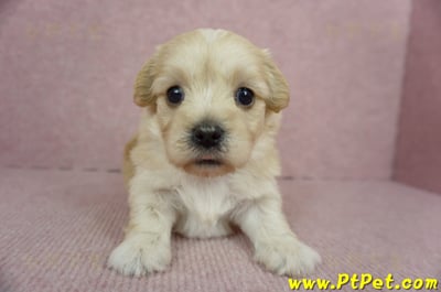 02/14奶油色馬爾泰迪母幼犬(花蓮吉安)3