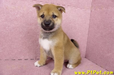 06/09赤色柴犬公幼犬3號(高雄橋頭)10