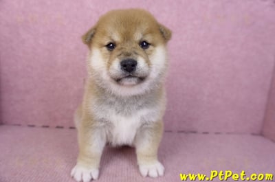 01/16赤色柴犬母幼犬1號1