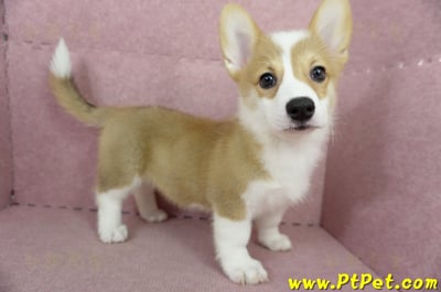 04/14雙色柯基犬母幼犬(台中沙鹿)6