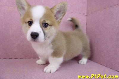 11/05雙色柯基犬公幼犬(台中北屯)10