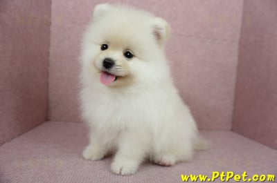 12/15迷你型松鼠白博美公幼犬(台東市)11