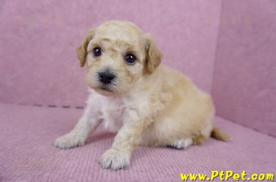 06/14泰迪比熊母幼犬(高雄楠梓)6