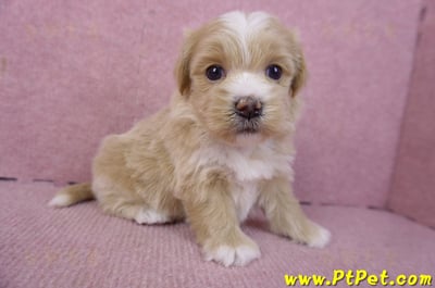 01/30馬爾泰迪公幼犬3號4