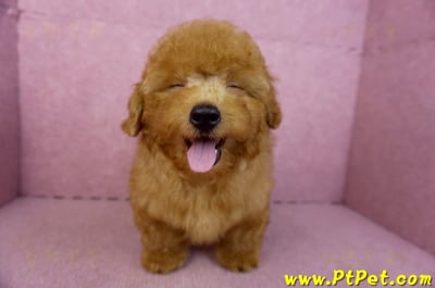 01/26紅貴賓公幼犬2