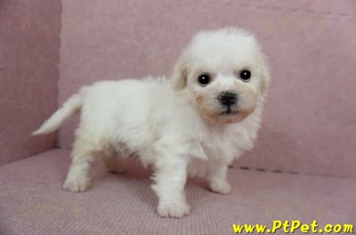 01/12比熊犬公幼犬(屏東市)4