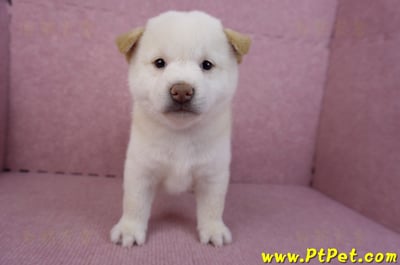 07/22白色柴犬母幼犬(台北市林)1