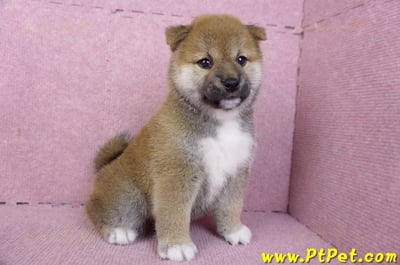 01/11赤色柴犬母幼犬1號(花蓮吉安)4