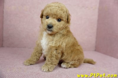 11/26迷你型奶油貴賓公幼犬3號(台北內湖)10