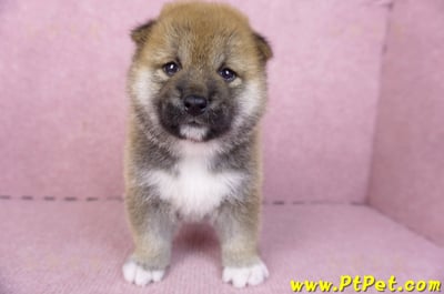 01/11赤色柴犬母幼犬1號1