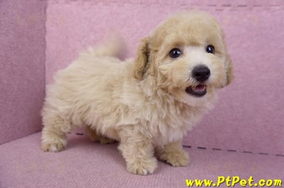 08/14泰迪比熊公幼犬4號(台中南區)5