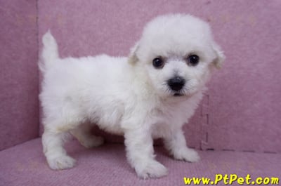 07/22比熊犬公幼犬3號(台北北投)5