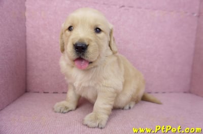 03/12黃金獵犬母幼犬2號6