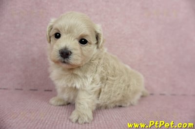 03/14奶油色馬爾泰迪母幼犬(新竹竹東)5