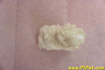 2/23奶油色馬爾泰迪 I 母幼犬1號(高雄鼓山)7