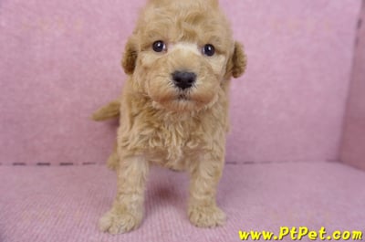 12/06玩具型奶油貴賓公幼犬(高雄左營)1