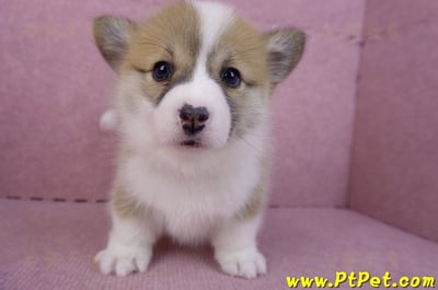 11/30雙色柯基犬母幼犬3