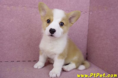 10/13雙色柯基犬公幼犬(台東市)10