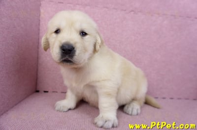 11/14黃金獵犬公幼犬2號(新北三重)6