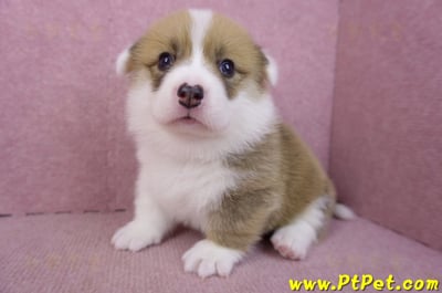 03/14雙色柯基犬公幼犬8