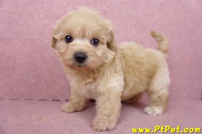 06/15奶油色馬爾泰迪母幼犬1號(屏東市)8