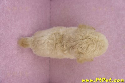 08/10泰迪比熊公幼犬1號(新北淡水)12