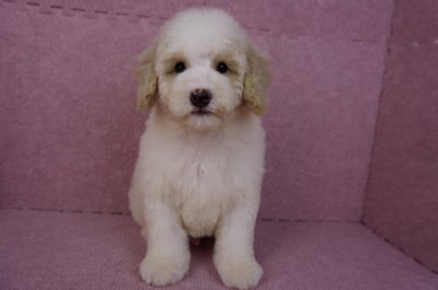 07/10迷你型花貴賓公幼犬(奶油花)(屏東東港)4