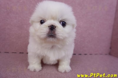 10/31北京狗母幼犬(新北新莊)4