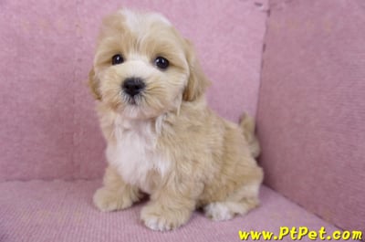 11/02馬爾泰迪母幼犬(新竹關西)9