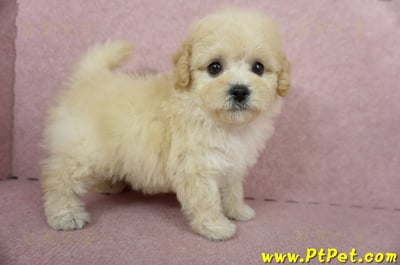 11/08泰迪比熊母幼犬(屏東長治)8