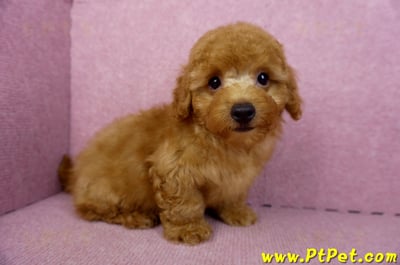 01/26紅貴賓公幼犬4