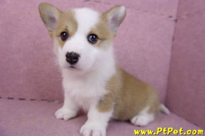 11/30雙色柯基犬公幼犬2號9