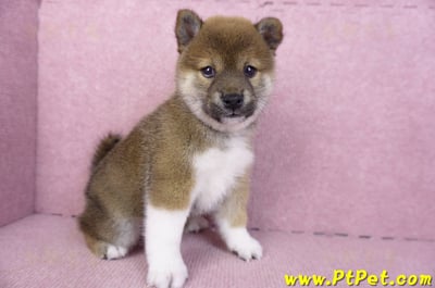 01/11赤色柴犬母幼犬3號(新竹竹北)3